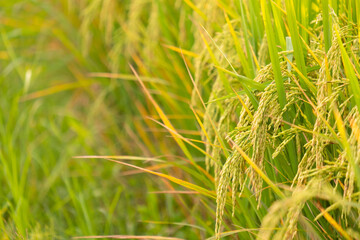 Ear of  rice in the organic asian rice farm and agriculture.