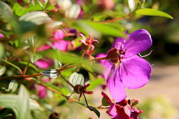 back light of pink flower in the garden