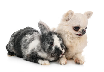 Obraz premium Lionhead rabbit and chihuahua