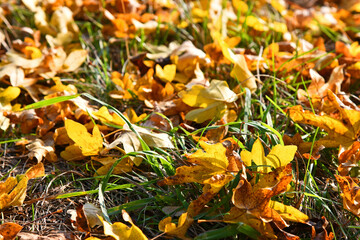 buntes Herbstlaub
