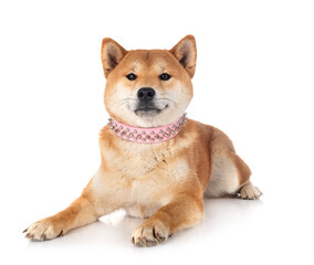 shiba inu in studio