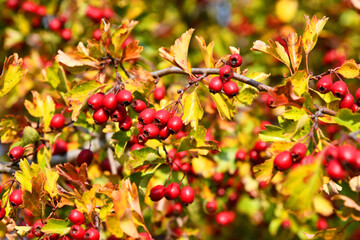 Obraz premium Crataegus