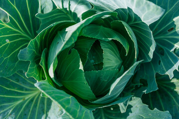 Obraz premium Ripe juicy cabbage close-up frontal from the top view.