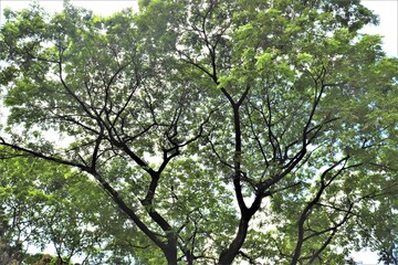 Spreading green tree at Dhanmondi lake in Dhaka