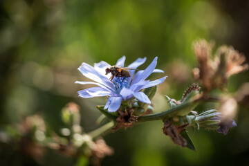 bee on a flower