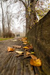 A low depth of field image of autumn leaves on a wooden bench in a park.