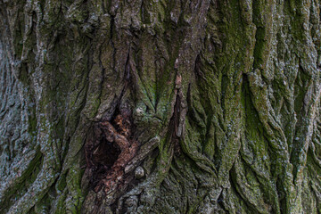 pine tree trunk, textured relief rough bark with green and turquoise moss, lichen