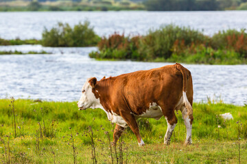 Fototapeta na wymiar Cow walking on grass meadow to the lake