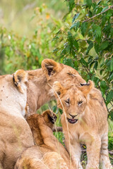 Lioness who wash her cubs