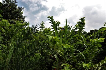 Green trees at Dhanmondi lake in Dhaka