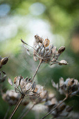 dragonfly on a branch