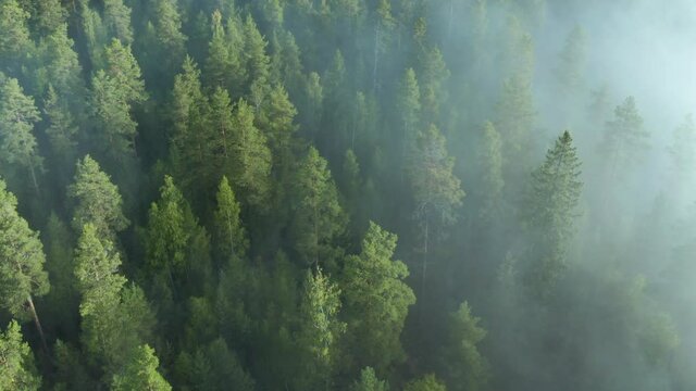 Mist & fog over pine tree forest woodland, aerial drone fottage