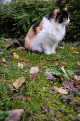 A tricolor cat image taken from its right side among the autumn leaves.