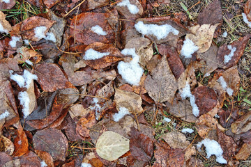 autumn background with fallen dead leaves and snow begins to cover