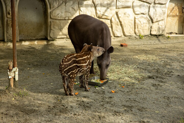 山梨県遊亀公園付属動物園