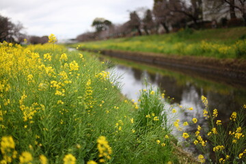 Obraz premium 菜の花の咲く河川敷