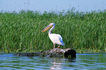 Pelícano posado en un tronco en las aguas del delta del Danubio en Rumania. Primer plano de un bonito ejemplar del gran pelícano blanco (Pelecanus onocrotalus) en una laguna del delta.