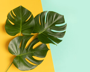 Tropical background with palm monstera leaves on yellow.