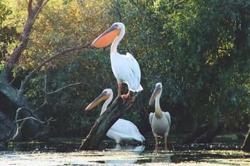 Pelícanos posados en un tronco en las aguas del delta del Danubio en Rumania. Primer plano de unos bonitos ejemplares del gran pelícano blanco (Pelecanus onocrotalus) en una laguna del delta.