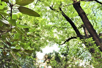Fototapeta premium Abode in the green trees at Dhanmondi lake in Dhaka