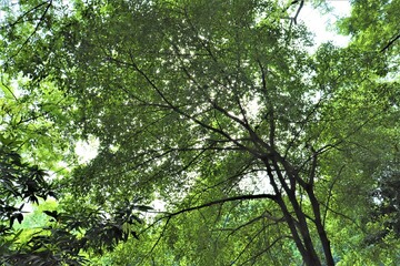 Roof of green trees at Dhanmondi lake in Dhaka