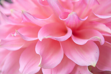 pink dahlia flower