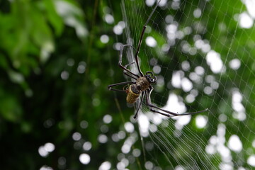 Black spider making webs, black spider on tree, black spider walking.