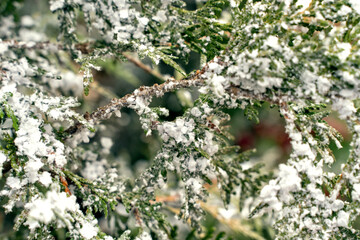 juniper branches in the snow. christmas background