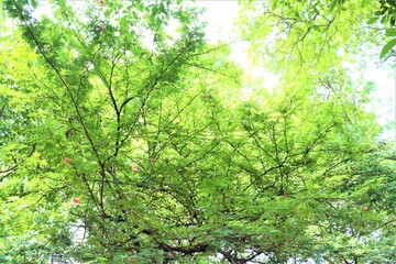 Gorgeous greens at Dhanmondi lake in Dhaka