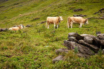 Obraz na płótnie Canvas Cows in a field in the Valais Alps of Switzerland. 