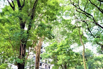 Buildings behind the green trees at Dhanmondi lake in Dhaka