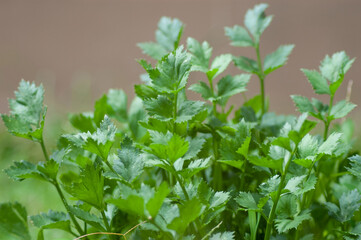 Celeri grow in a garden