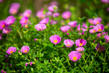 Obraz premium pink flowers in the garden