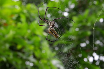 Black spider making webs, black spider on tree, black spider walking.