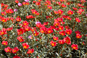 Fototapeta premium red and yellow tulips