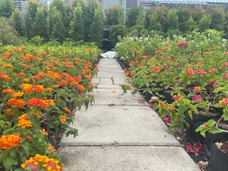 Colorful flowers field in the park. Flower Garden market wallpaper. 