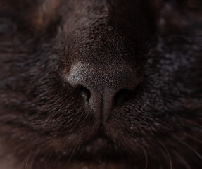 black nose of black cat as background