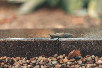 small snail in cemetery after the rain 