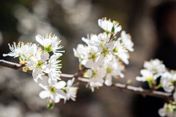 Moody bird-cherry blossoms background