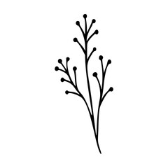 Wildflower outline hand drawn element. Herbs doodle botanical icon. Herbal and meadow plant, grass.