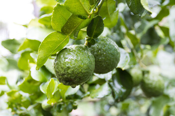 Fresh Bergamots and leaves on tree with water drops on them fruity,   with herbaceous bergamia Aroma