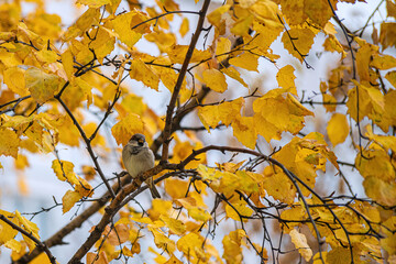 Tit sitting on a tree branch.