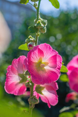 Naklejka premium Bright crimson mallow flowers on a blurred background.