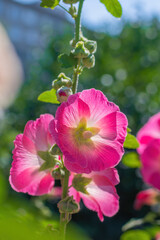 Bright crimson mallow flowers on a blurred background.