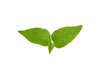 green leaves sweet pepper isolated on a white background.