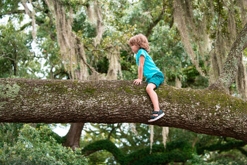 Little boy kid is climbing and sitting high up in a tree.