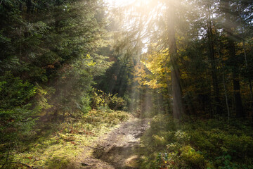 Forêt de sapins éclairée par les rayons du Soleil aux Confins, La Clusaz, Haute-Savoie (Alpes), France