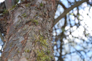 Obraz premium The trunk of an old large apple tree overgrown with moss. An old apple tree has its trunk in bark and moss. Barrel with a curtain plan. Branches of an apple tree are visible in the background.