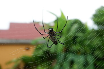 Black spider making webs, black spider on tree, black spider walking.