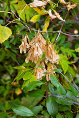 Yellow dry leaves on a tree